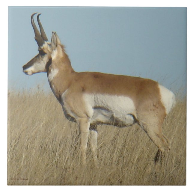 A46 Pronghorn Antelope Tile (Front)
