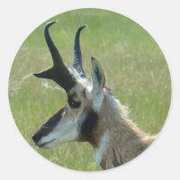 A47 Pronghorn Antelope Big Buck Head Profile