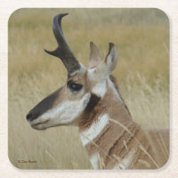 A4 Pronghorn Antelope Buck Head Profile