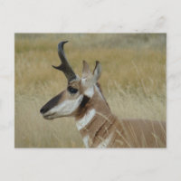 A4 Pronghorn Antelope Young Buck Head Shot Profile