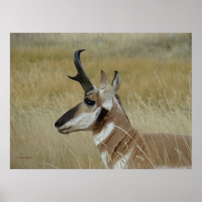 A4 Pronghorn Antelope Young Buck Head Shot Profile Poster (Front)