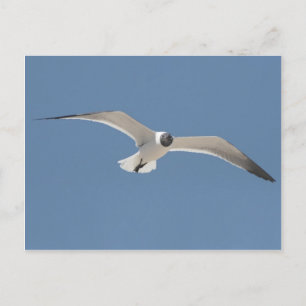 A5 Flying Seagull Postcard