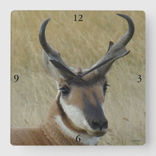 A5 Pronghorn Antelope Big Buck Head Shot Square Wall Clock (Front)