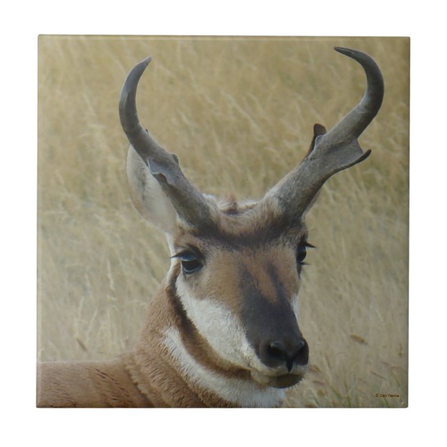 A5 Pronghorn Antelope Big Buck Head Shot Tile (Front)