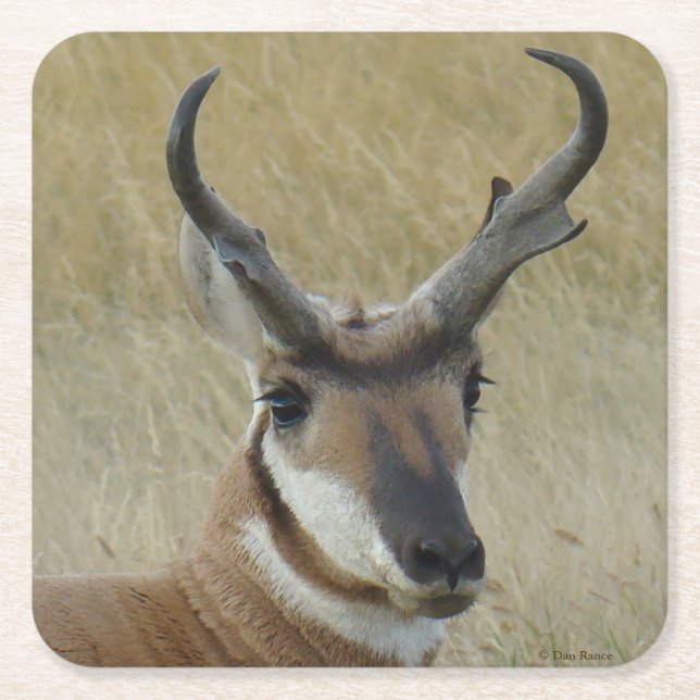 A5 Pronghorn Antelope Big Buck Head Square Paper Coaster (Front)