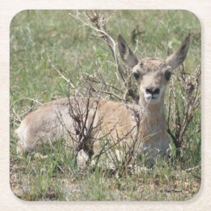 A7 Baby Antelope Square Paper Coaster