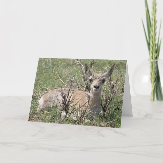 A7 Baby Pronghorn Antelope Card (Front)