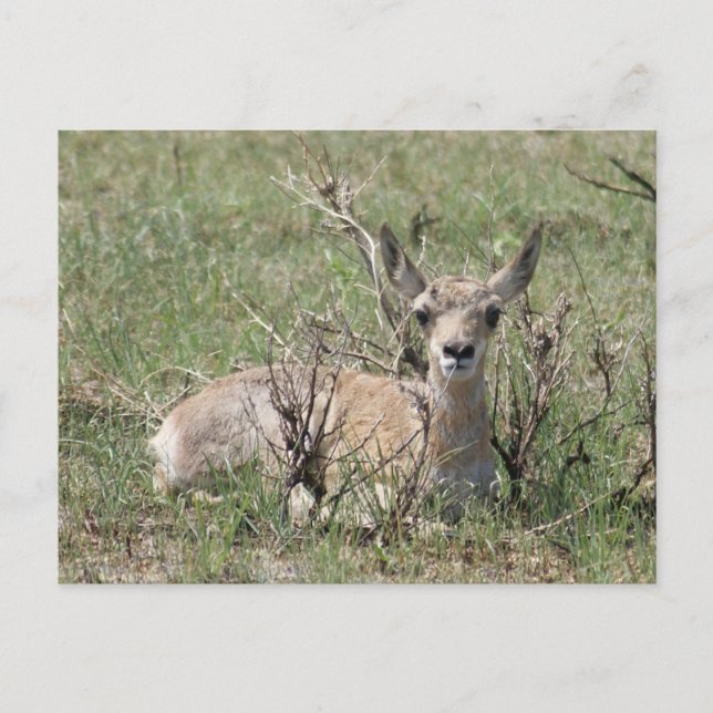A7 Baby Pronghorn Antelope Head Up Postcard (Front)