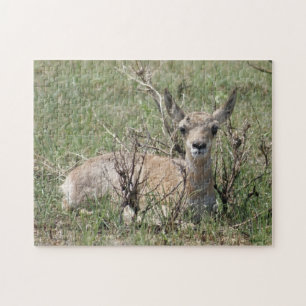 A7 Baby Pronghorn Antelope Jigsaw Puzzle