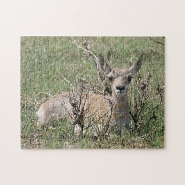 A7 Baby Pronghorn Antelope Jigsaw Puzzle (Horizontal)