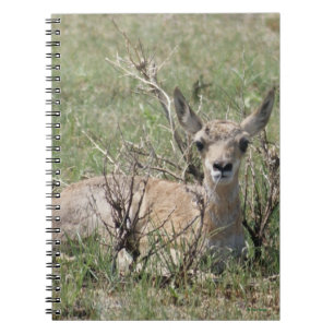 A7 Baby Pronghorn Antelope Notebook