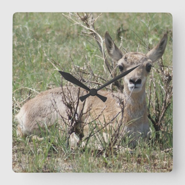 A7 Baby Pronghorn Antelope Square Wall Clock (Front)