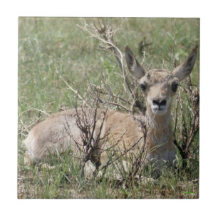 A7 Baby Pronghorn Antelope Tile