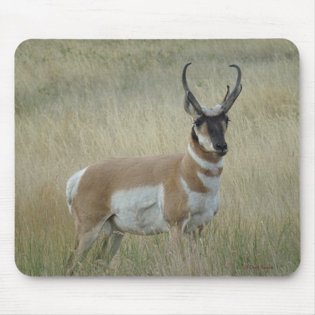 A8 Pronghorn Antelope Big Buck Mouse Pad (Front)