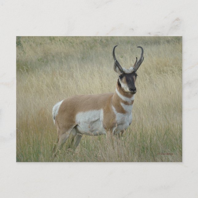 A8 Pronghorn Antelope Big Buck Postcard (Front)