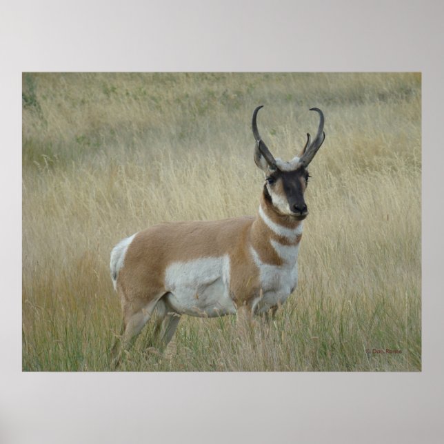 A8 Pronghorn Antelope Big Buck Poster (Front)