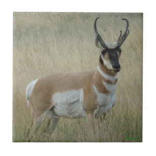A8 Pronghorn Antelope Big Buck Tile