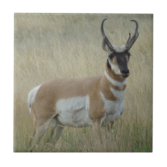A8 Pronghorn Antelope Big Buck Tile (Front)