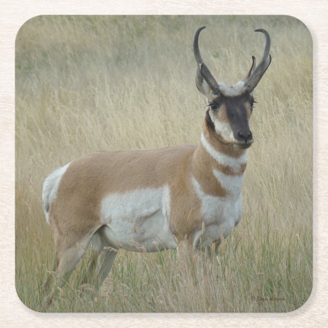 A8 Pronghorn Antelope Buck Square Paper Coaster (Front)