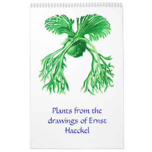 A 2012 calendar of plant drawings.