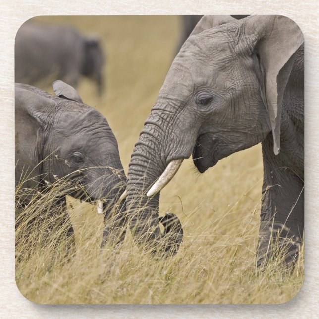 A African Elephant grazing in the fields Coaster (Front)