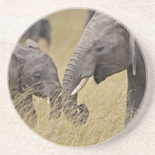 A African Elephant grazing in the fields Coaster