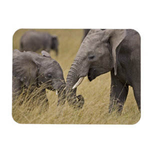 A African Elephant grazing in the fields Magnet