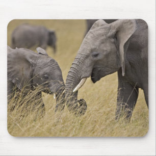 A African Elephant grazing in the fields Mouse Pad