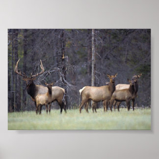 A and His Hcar Poster