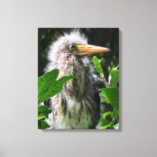 A baby green heron canvas print