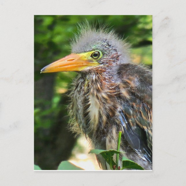 A baby green heron postcard (Front)