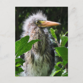 A baby green heron postcard