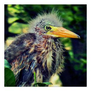A baby green heron poster