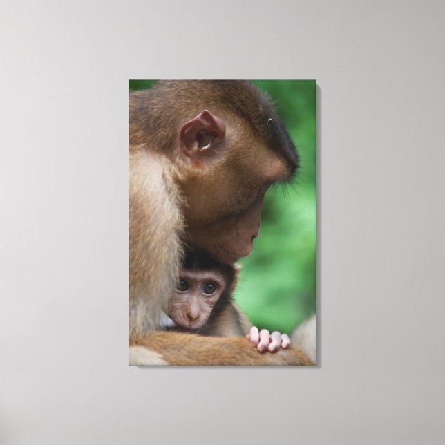 A Baby Macaque And It's Mother Canvas Print (Front)