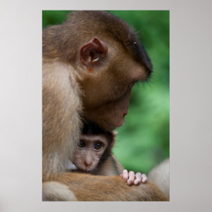 A Baby Macaque And It's Mother Poster