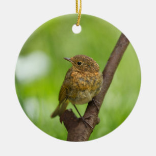 A Baby Robin Perched On A Branch Ceramic Tree Decoration