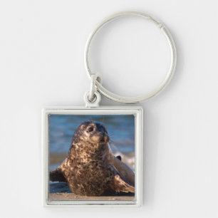 A baby seal coming ashore in Children's Pool Key Ring