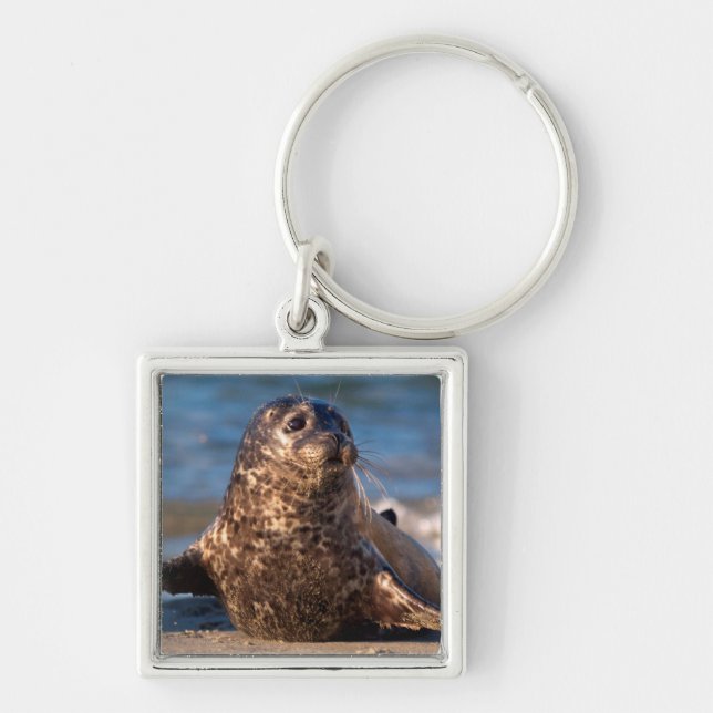 A baby seal coming ashore in Children's Pool Key Ring (Front)