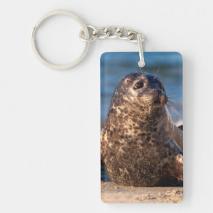 A baby seal coming ashore in Children's Pool Key Ring
