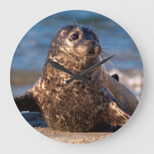 A baby seal coming ashore in Children's Pool Large Clock