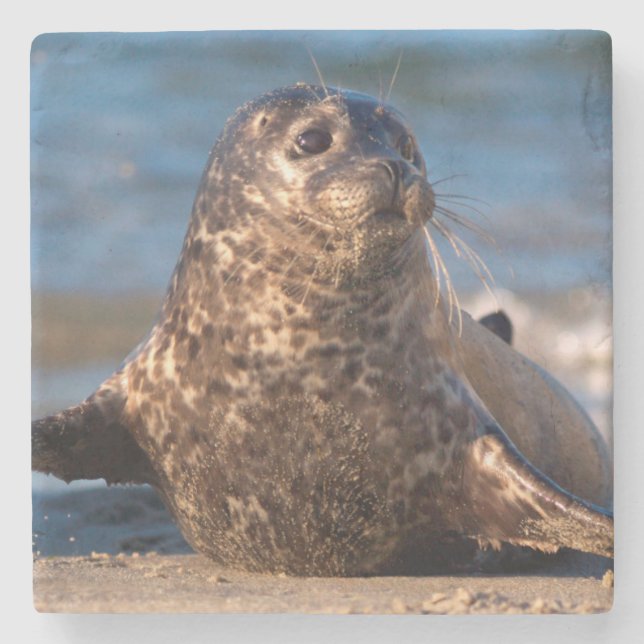 A baby seal coming ashore in Children's Pool Stone Coaster (Front)