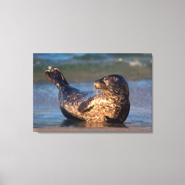 A baby seal lifting it's tail canvas print (Front)