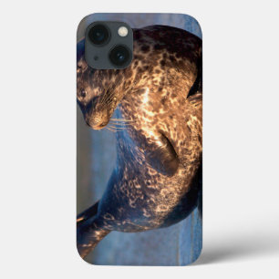 A baby seal lifting it's tail iPhone 13 case