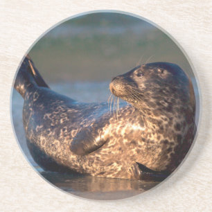 A baby seal lifting it's tail coaster