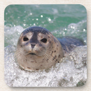 A baby seal surfing coaster