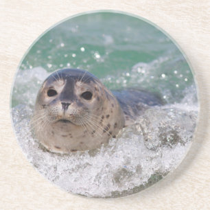 A baby seal surfing coaster