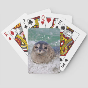 A baby seal surfing playing cards