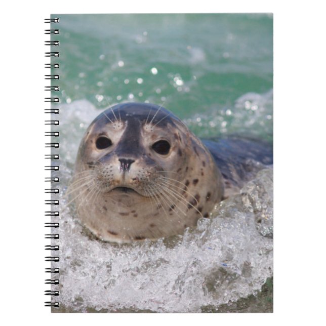 A baby seal surfing spiral notebook (Front)