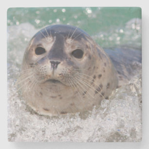 A baby seal surfing stone coaster