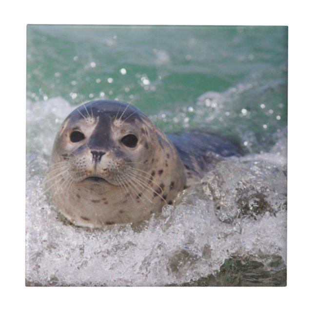 A baby seal surfing tile (Front)